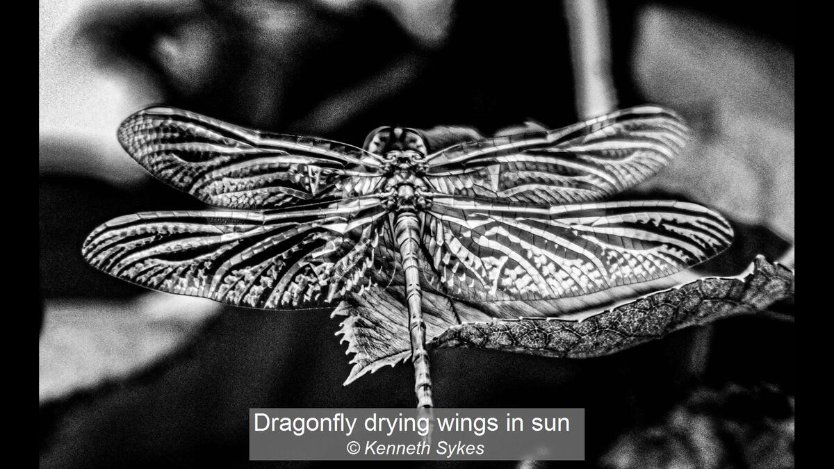 Dragonfly drying wings in the sun
